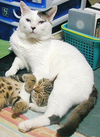 面倒を診ている方は