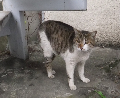 キジ白君は