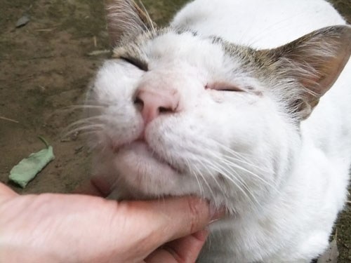 なでなでOK
