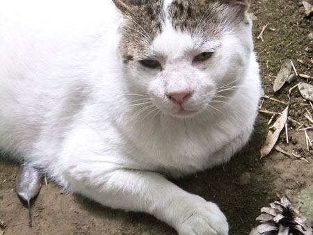 ブサカワで