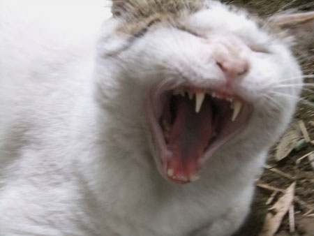 可愛いんだ♪
