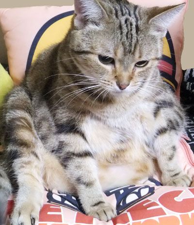 エルだって