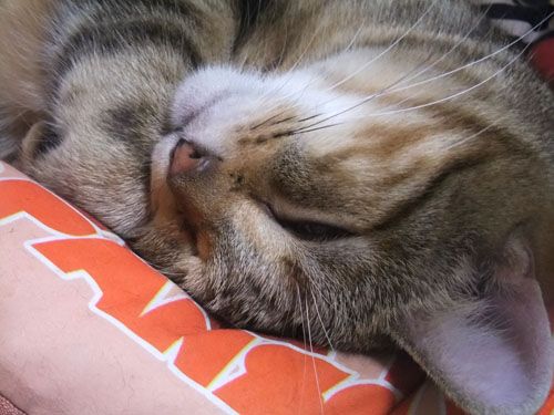 ぐっすりですzzz