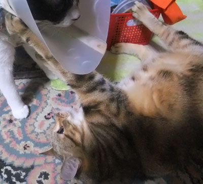バトルだにゃあ!