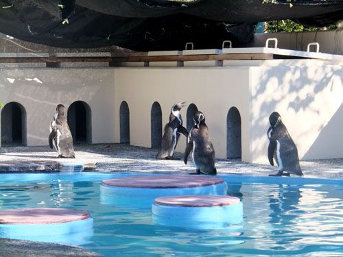 京都市動物園のペンペン