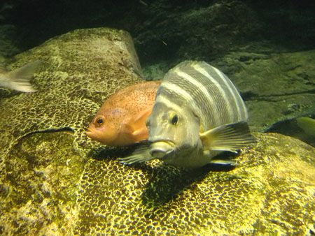 寝ているお魚