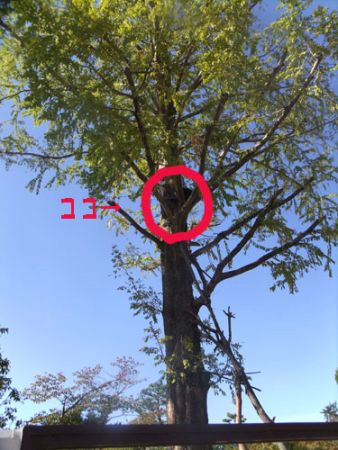 木の上にいる