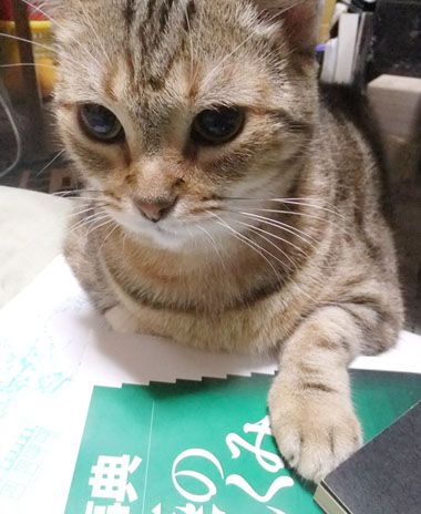 小顔はお得?