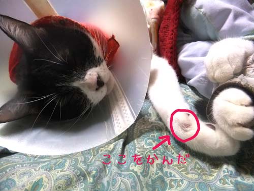 お布団猫アリス1