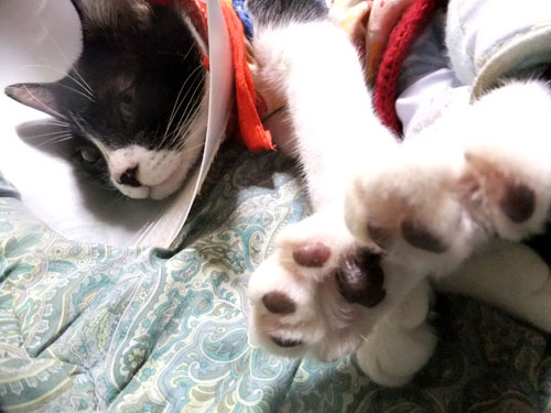 むぎゅー