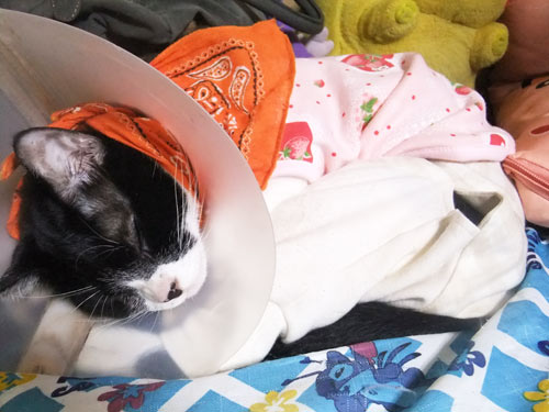 アリス寝姿