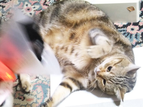 バトル中〜