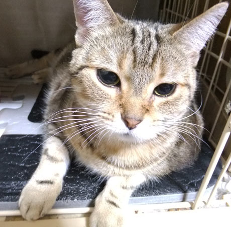11歳になりマチた♪