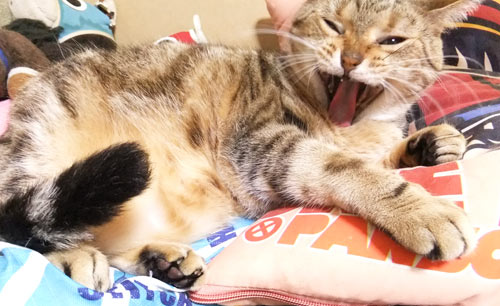ひどいデチ!!