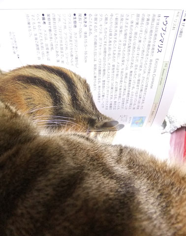 エルの向こうに