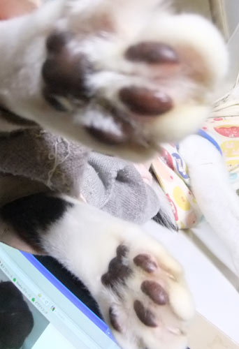 アリスの肉球
