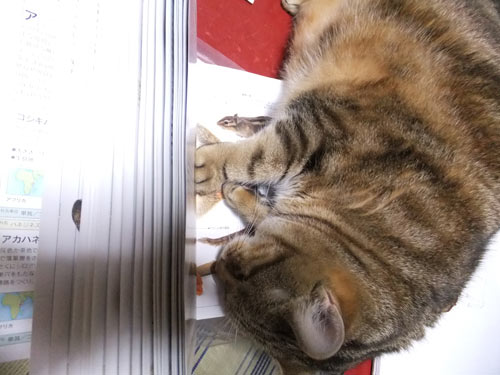 寝なが読書?w