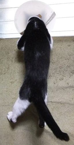 行く年を惜しむ猫