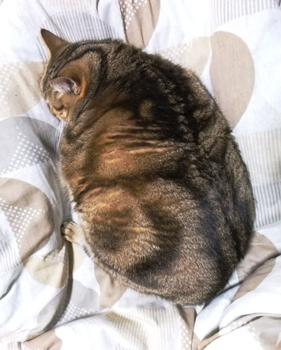 来る年も我関せずな猫