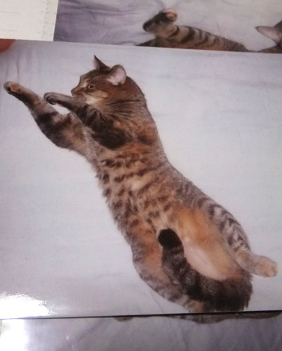 ポー4歳3