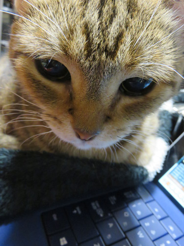 エル