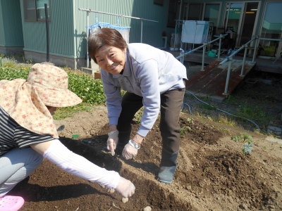 じゃがいも植え付け