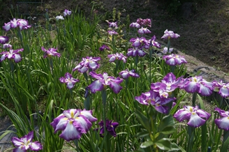 菖蒲紫【ブログ用】.JPG