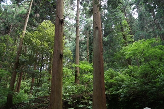 森林【ブログ用】.JPG