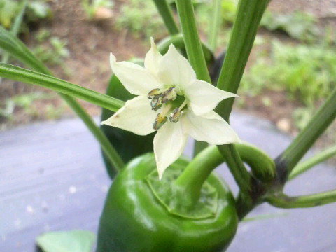 2011061910150001.jpg