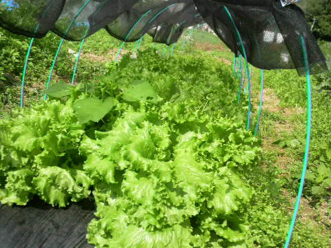 2011062712500000.jpg