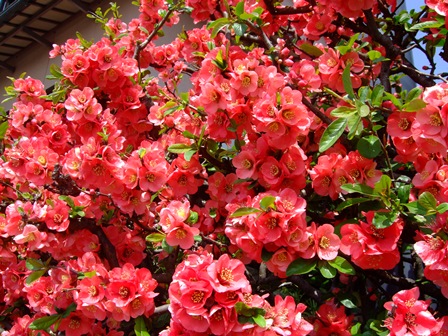 DSCF9269.JPG