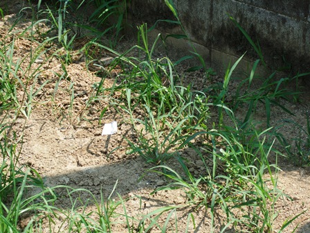 DSCF9610.JPG