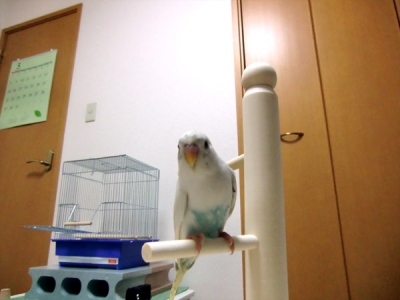 はじめましてなのです。