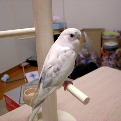 つるつるむちむちだよ。