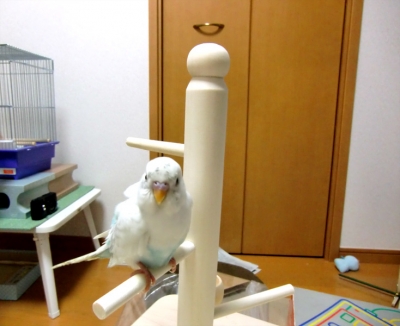 頑張ったです。