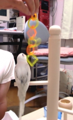 おもちゃ大好き!