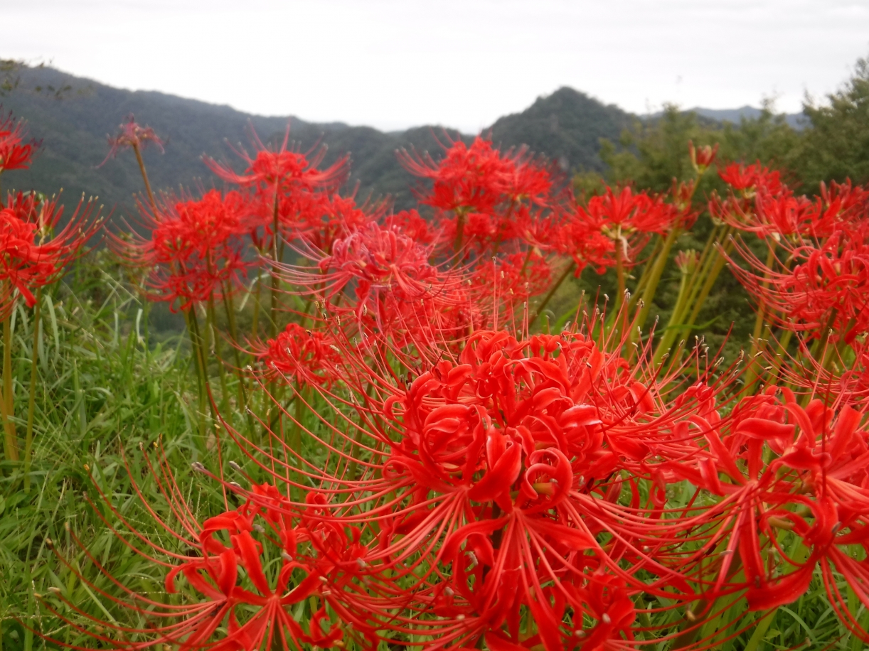 DSCF1564.JPG