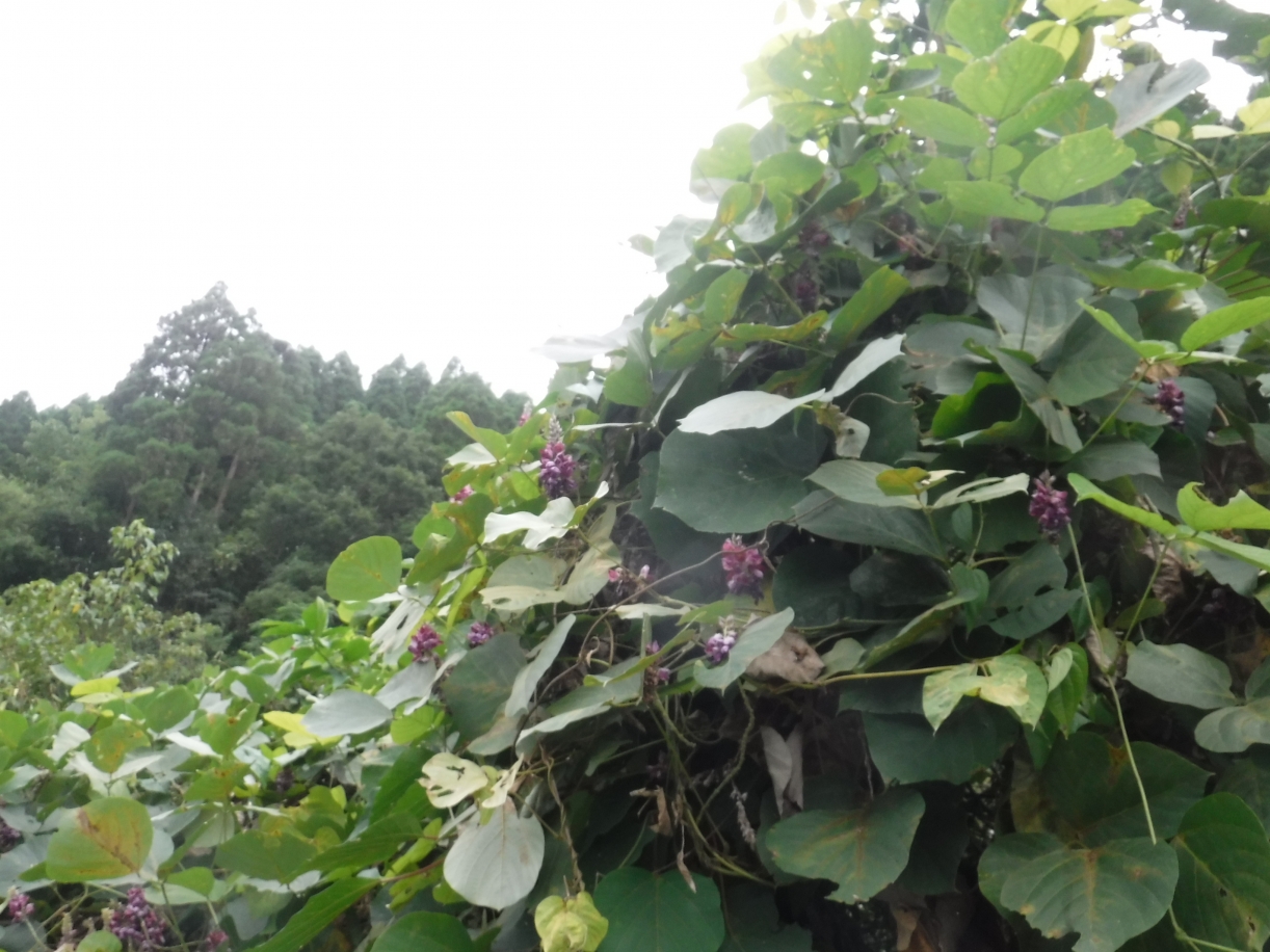 DSCF1609.JPG