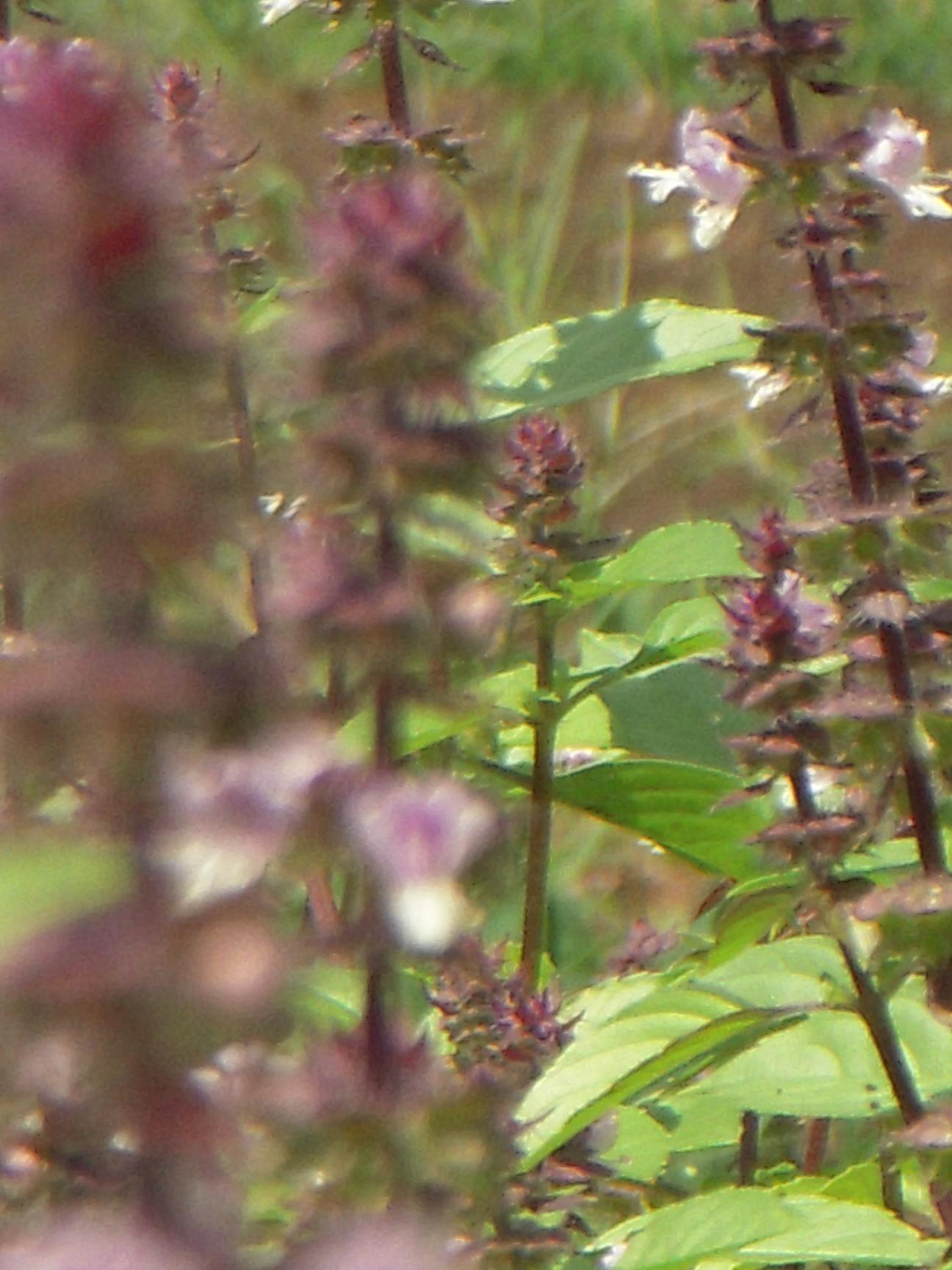 �ۡ��꡼�Х���