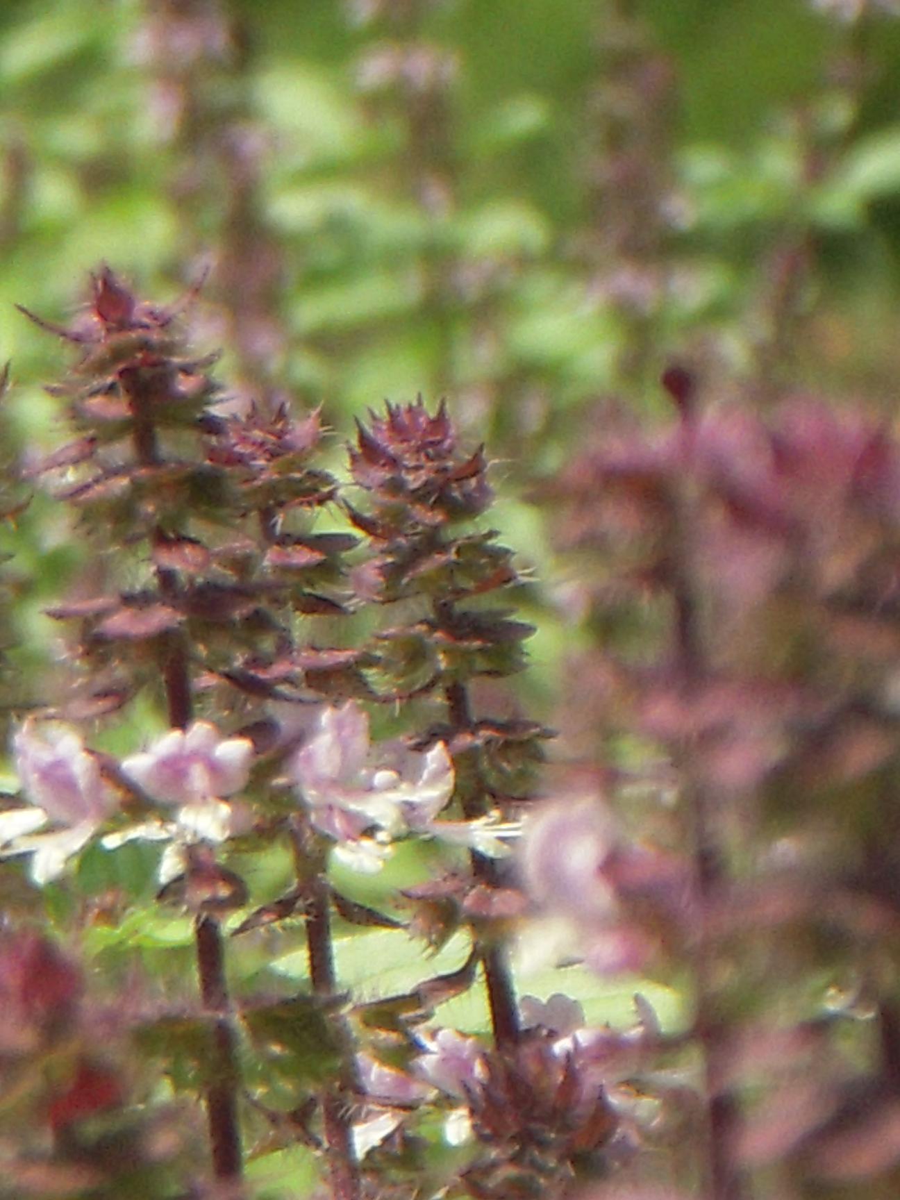 �ۡ��꡼�Х���