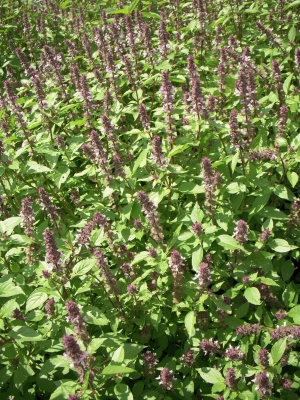 �ۡ��꡼�Х���