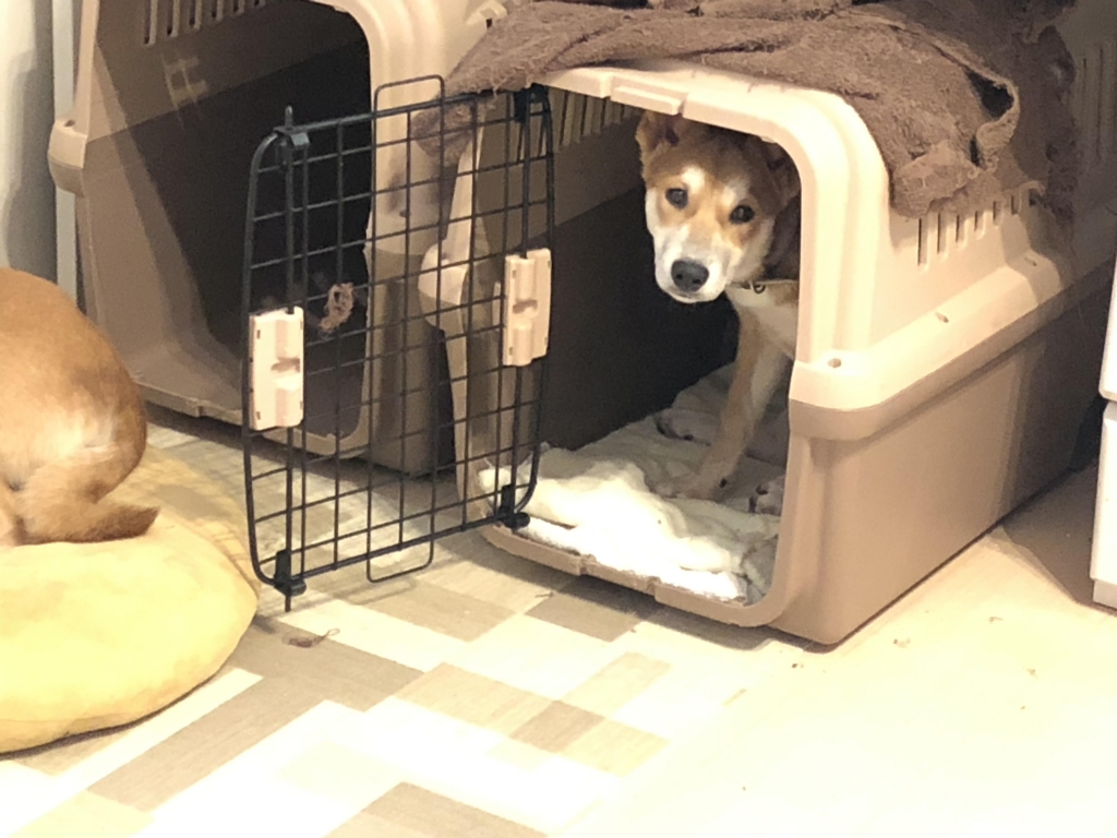 もなかのクレートトレーニング 保護犬と生きる