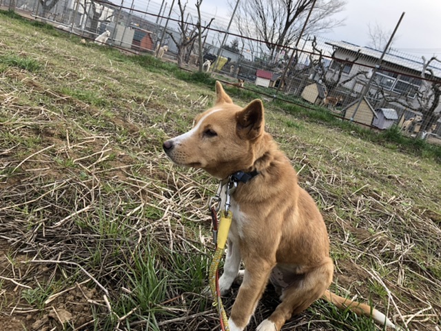 仔犬たちの成長 保護犬と生きる