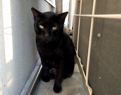 黒猫