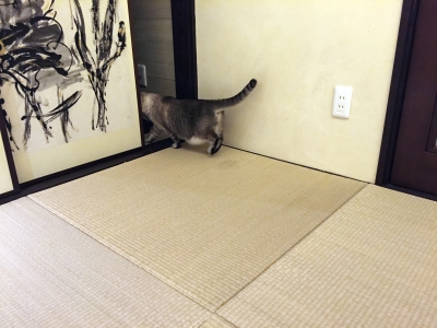 ネコ