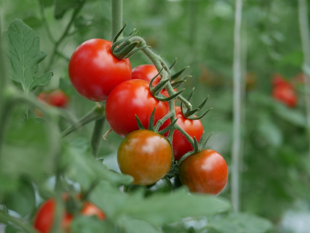 農業新聞記事より「耐暑性多収性の「単為結果性トマト」の育種」 | 農業・施設園芸・植物工場の未来