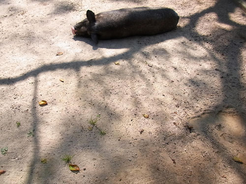 * 小動物 * ブログコミュニティ - 小動物ブログ村