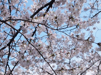 神田川 桜