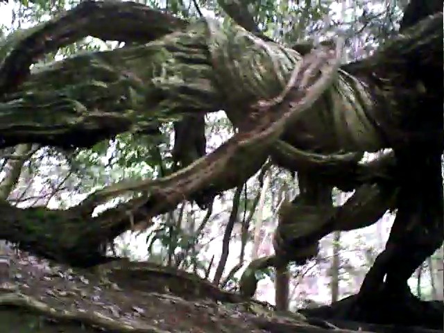 VID00578_002.jpg