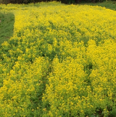 菜の花